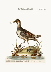 Il gallo Tringa piede di coot, 1749-73